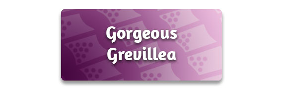 CTA: Gorgeous Grevillea!