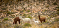 Behind the Yarn Line: Yarn Citizen. Alpaca's in a field