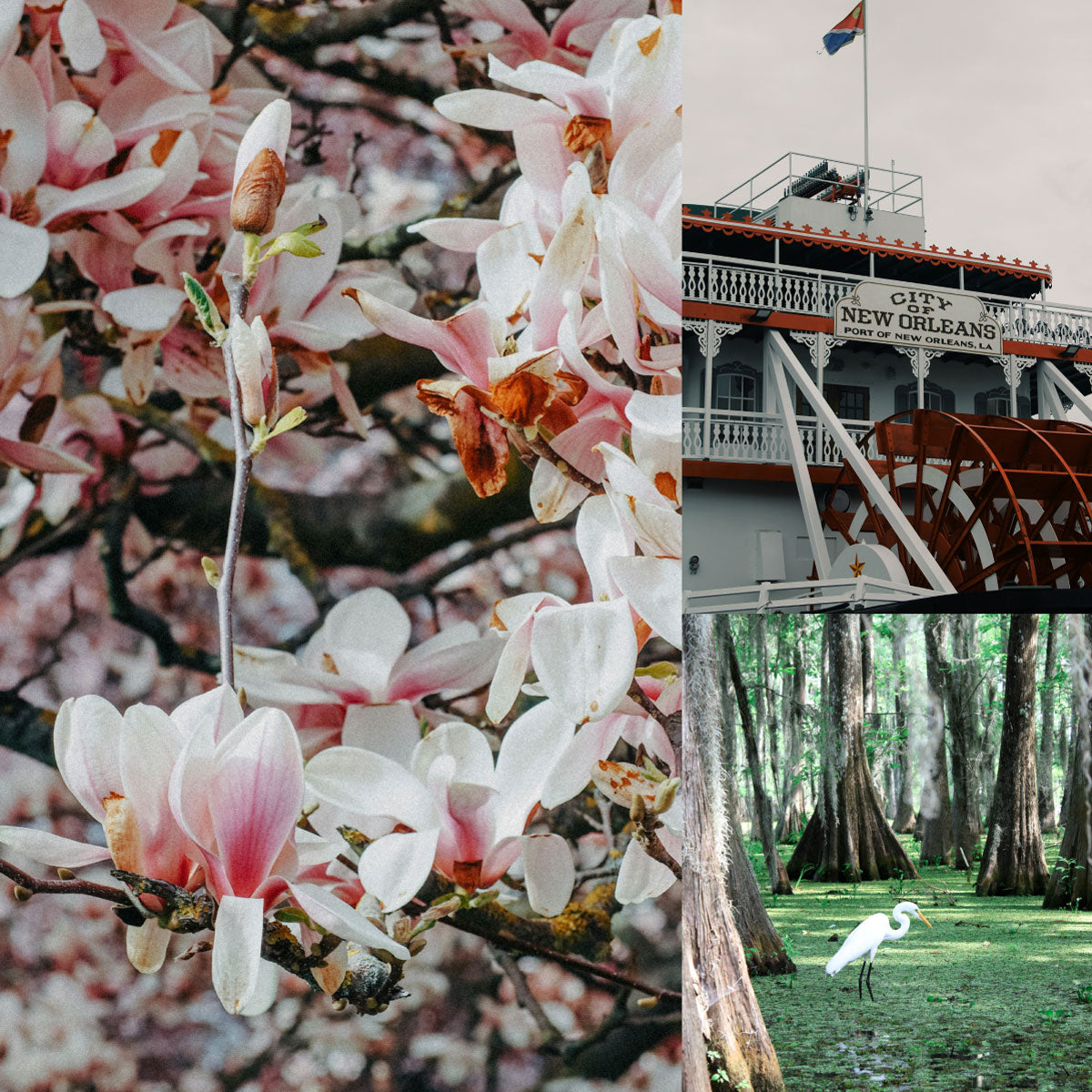 Madelinetosh Stitchin' States Kits - Magnolias On My Mind - Louisiana - Extra Image