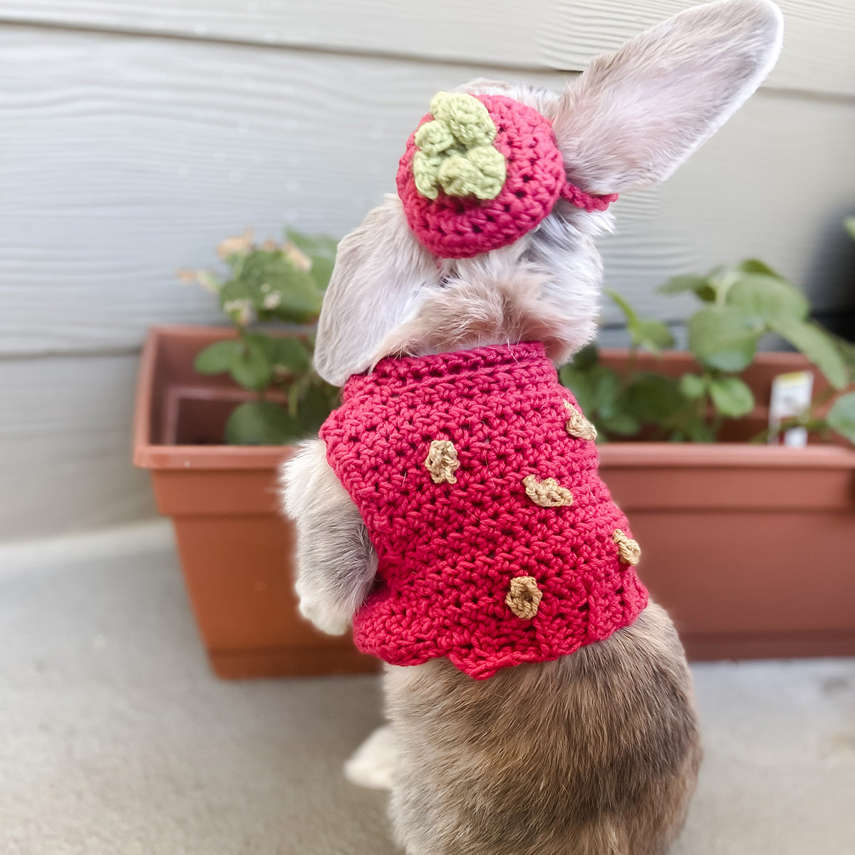 Elizabeth's Strawberry Costume Pet Sweater - Main Image 4